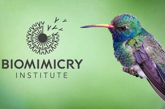 Photo: Biomimicry Institute Logo and hummingbird
